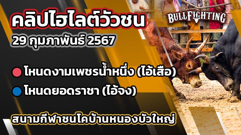 คลิปไฮไลต์วัวชน 29/02/67 สนามบ้านหนองบัวใหญ่ คู่ที่ 8