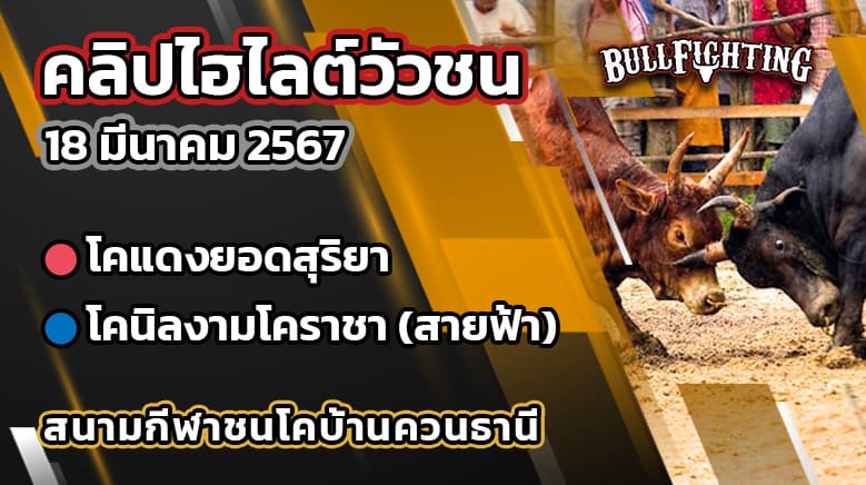 คลิปไฮไลต์วัวชน 18/03/67 สนามกีฬาชนโคบ้านควนธานี คู่ที่ 8 (คู่เอก)