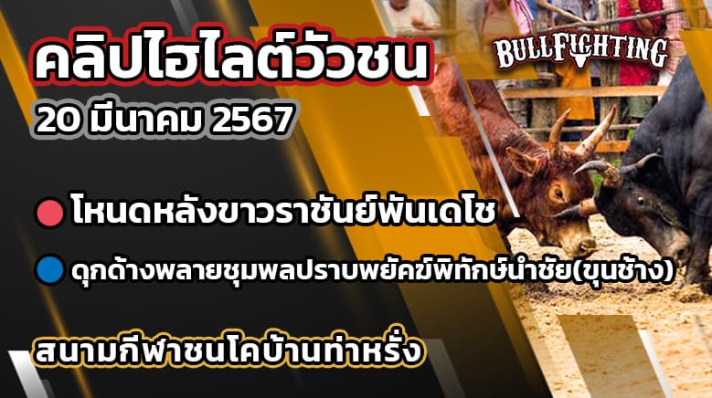 คลิปไฮไลต์วัวชน 20/03/67 สนามกีฬาชนโคบ้านท่าหรั่ง คู่ที่ 5