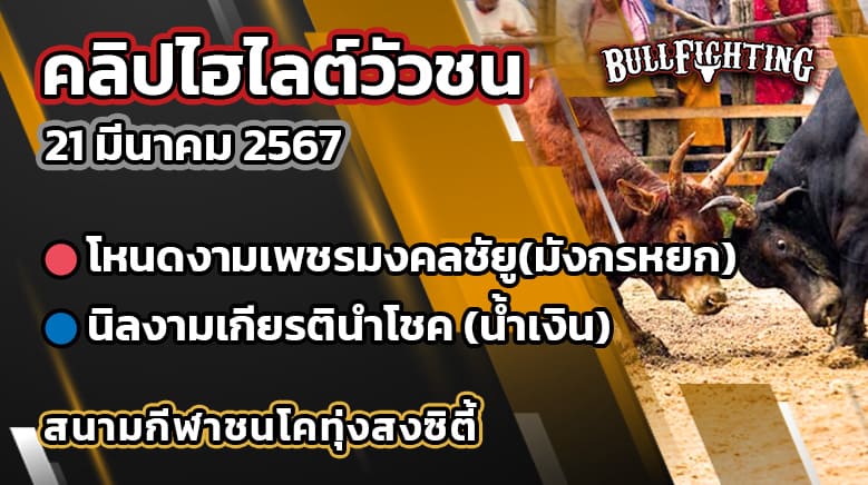 คลิปไฮไลต์วัวชน 21/03/67 สนามกีฬาชนโคทุ่งสงซิตี้ คู่ที่ 6 (คู่เอก)