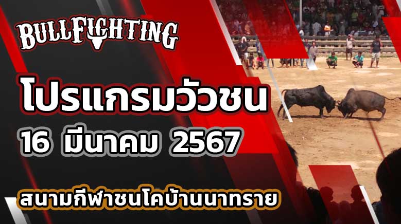โปรแกรมวัวชน สนามกีฬาชนโคบ้านนาทราย วันที่ 16 มี.ค. 67 เว็บไซต์ : Bullfighting.Bet