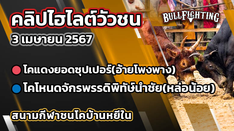 คลิปไฮไลต์วัวชน 03/04/67 สนามกีฬาชนโคบ้านหยีใน คู่ที่ 6 (คู่เอก)