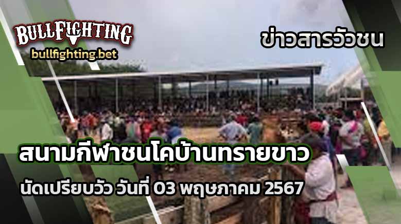 นัดเปรียบวัว สนามกีฬาชนโคบ้านทรายขาว 03 พฤษภาคม 2567