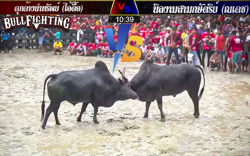 นิลงามสามกษัตริย์ (ณเดช) วัวชนมาแรง