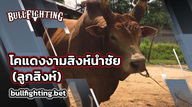 โคแดงงามสิงห์นำชัย (ลูกสิงห์)