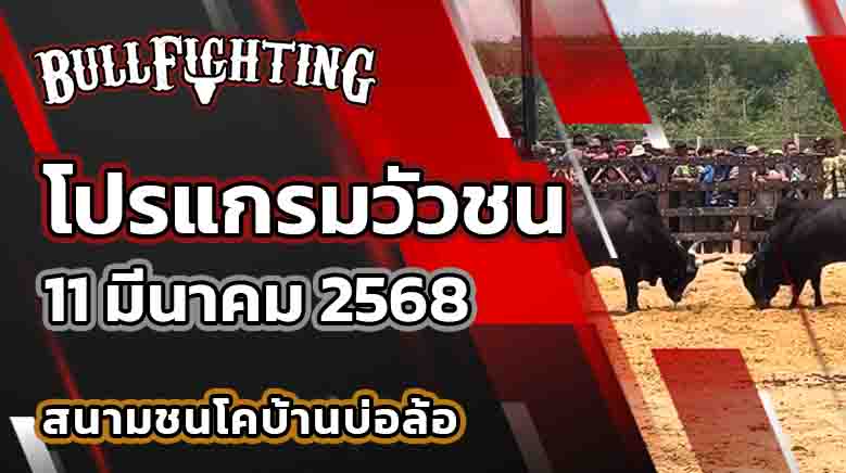 โปรแกรมวัวชน สนามชนโคบ้านบ่อล้อ 11 มี.ค. 68 : Bullfighting.Bet