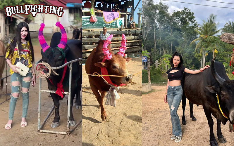 สนามวัวชนนาบินหลา (นครตรัง) มีอะไรน่าสนใจบ้าง ?