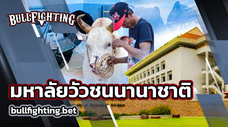 มหาลัยวัวชนนานาชาติ