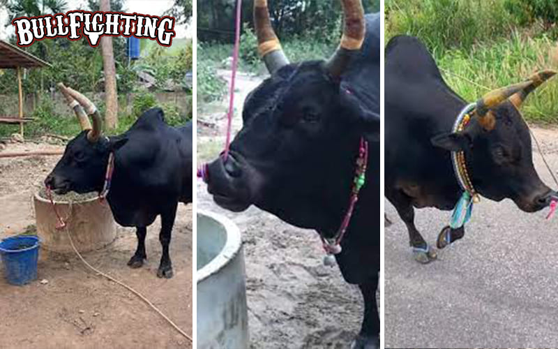 วิเคราะห์การชนของนิลแซมอัศวินน้อยร้อยบุปผา กลยุทธ์สู่ชัยชนะ