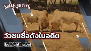 วัวชนชื่อดังในอดีต