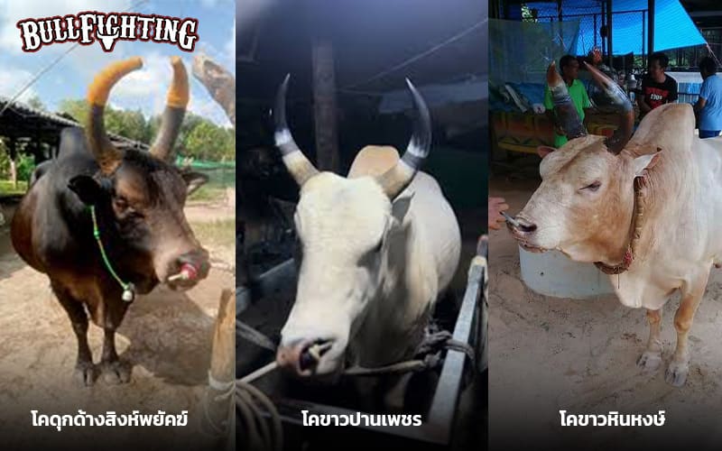 3 วัวชนชื่อดังในอดีต วัวดังในตำนาน