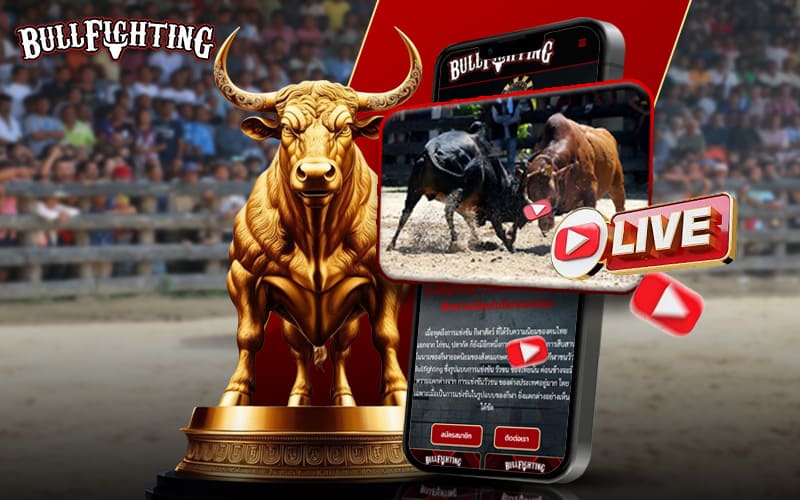 ดูวัวชนออนไลน์ พร้อมเดิมพันวัวชน ครบจบที่ Bullfighting.bet
