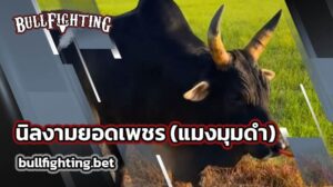 นิลงามยอดเพชร (แมงมุมดำ)