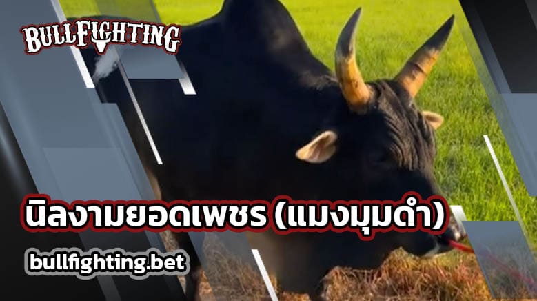 นิลงามยอดเพชร (แมงมุมดำ)