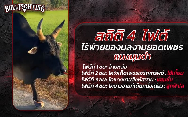 สถิติ 4 ไฟต์ไร้พ่ายของนิลงามยอดเพชร (แมงมุมดำ)