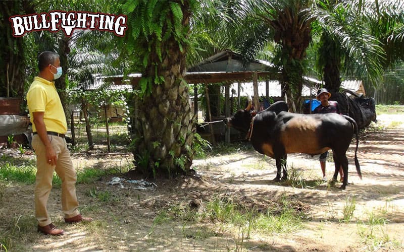 ความพิเศษ รีสอร์ตวัวชน ไม่ใช่แค่คอกวัว แต่คือที่พักพรีเมียม