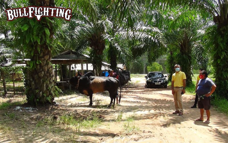 รีสอร์ตวัวชน กับบทบาทในการส่งเสริมกีฬา วัวชน พื้นบ้านภาคใต้