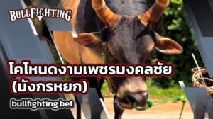 โคโหนดงามเพชรมงคลชัย มังกรหยก
