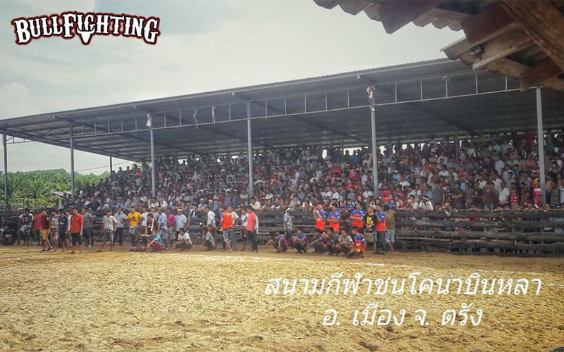 ทำความรู้จัก สนามชนโคนครตรัง สนามวัวชนชื่อดังแห่งภาคใต้