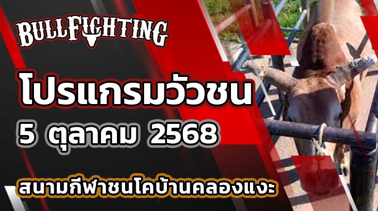 โปรแกรมวัวชน สนามกีฬาชนโคบ้านคลองแงะ 5 ตุลาคม 2568 เว็บไซต์ : Bullfighting.bet