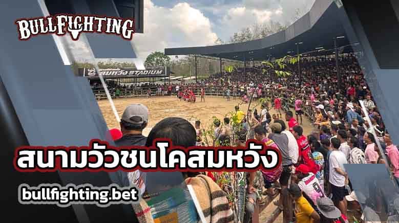 สนามวัวชนโคสมหวัง