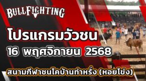 โปรแกรมวัวชน สนามกีฬาชนโคบ้านท่าหรั่ง (หอยโข่ง) 16 พฤศจิกายน 2568 เว็บไซต์ : Bullfighting.bet