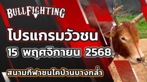 โปรแกรมวัวชน สนามกีฬาชนโคบ้านบางกล่ำ 15 พฤศจิกายน 2568 เว็บไซต์ : Bullfighting.bet