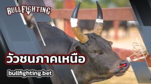 วัวชนภาคเหนือ