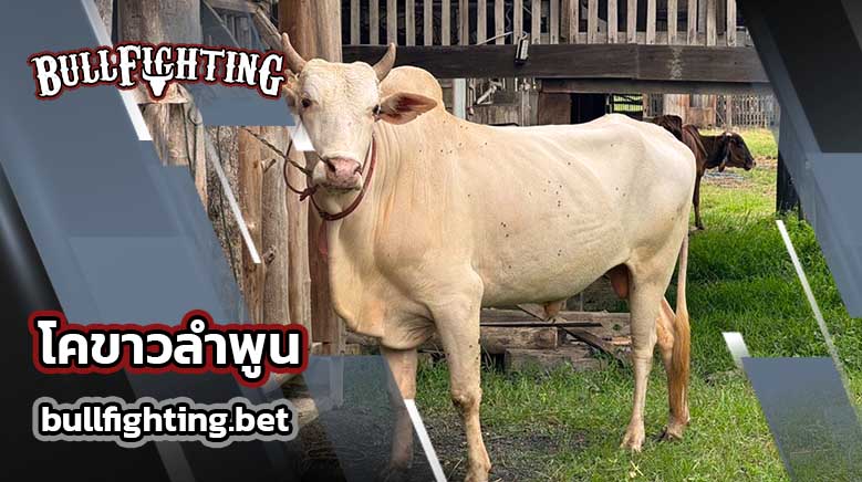 โคขาวลำพูน