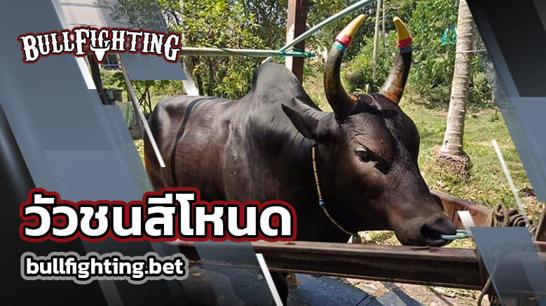 วัวชนสีโหนด