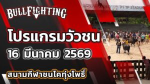 โปรแกรมวัวชน สนามกีฬาชนโคทุ่งโพธิ์ วันที่ 16 มีนาคม 2569 เว็บไซต์ : Bullfighting.bet