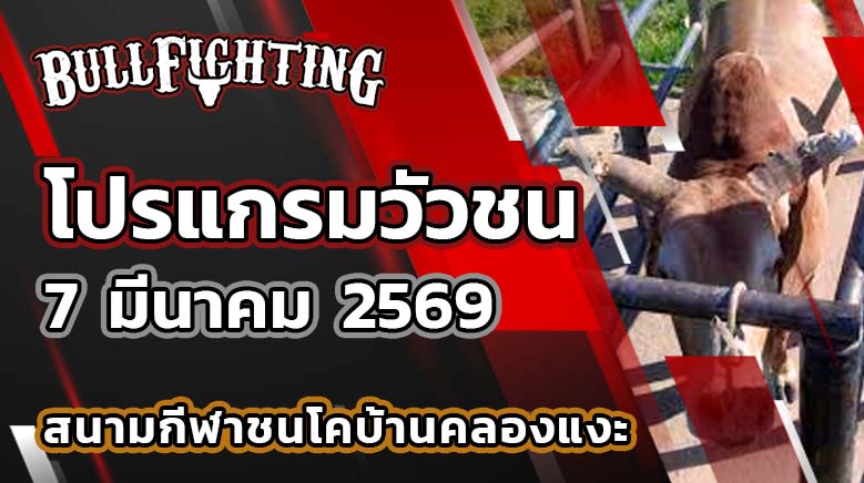 โปรแกรมวัวชน สนามกีฬาชนโคบ้านคลองแงะ วันที่ 7 มีนาคม 2569 เว็บไซต์ : Bullfighting.bet