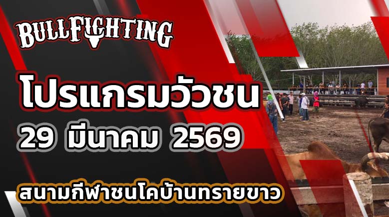 โปรแกรมวัวชน สนามกีฬาชนโคบ้านทรายขาว วันที่ 29 มีนาคม 2569 เว็บไซต์ : Bullfighting.bet