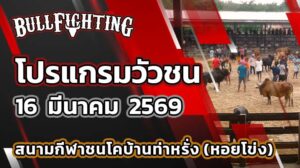 โปรแกรมวัวชน สนามกีฬาชนโคบ้านท่าหรั่ง (หอยโข่ง) วันที่ 16 มีนาคม 2569 เว็บไซต์ : Bullfighting.bet