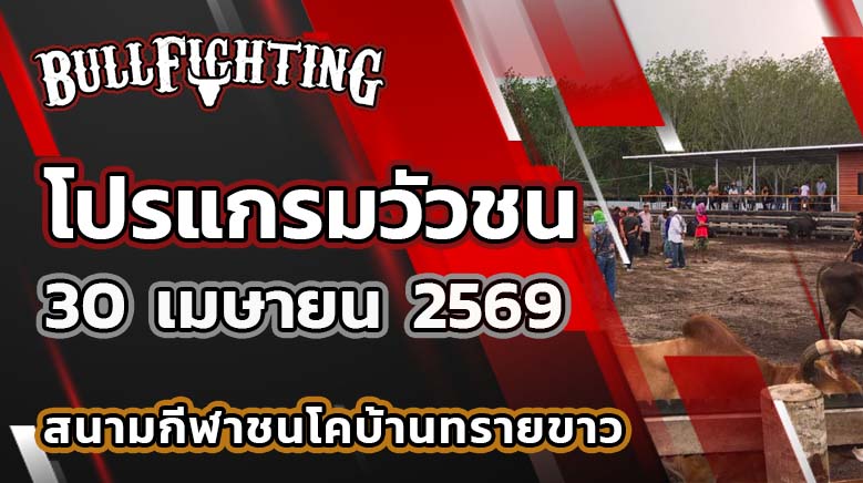 โปรแกรมวัวชน สนามกีฬาชนโคบ้านทรายขาว วันที่ 30 เมษายน 2569 เว็บไซต์ : Bullfighting.bet