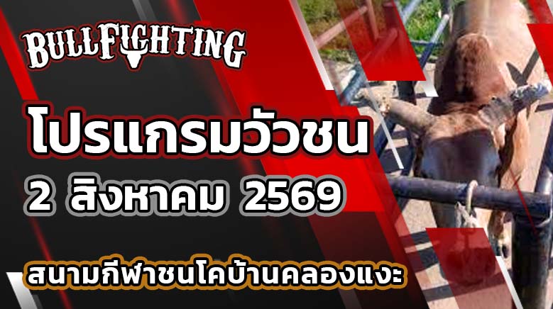 โปรแกรมวัวชน สนามกีฬาชนโคบ้านคลองแงะ วันที่ 2 สิงหาคม 2569 เว็บไซต์: Bullfighting.bet